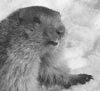 marmotte